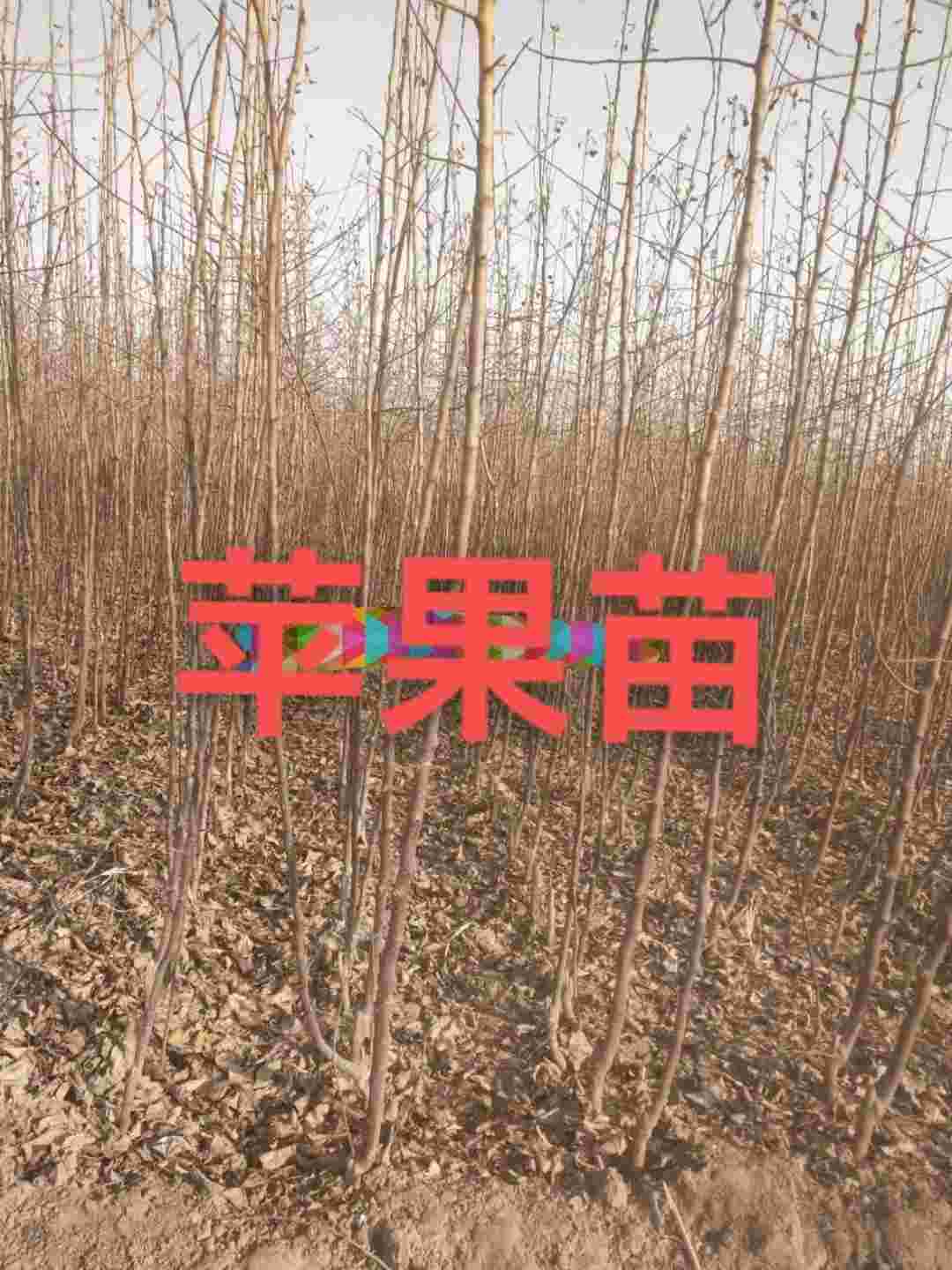 ƻ磬2֣ӱԴ