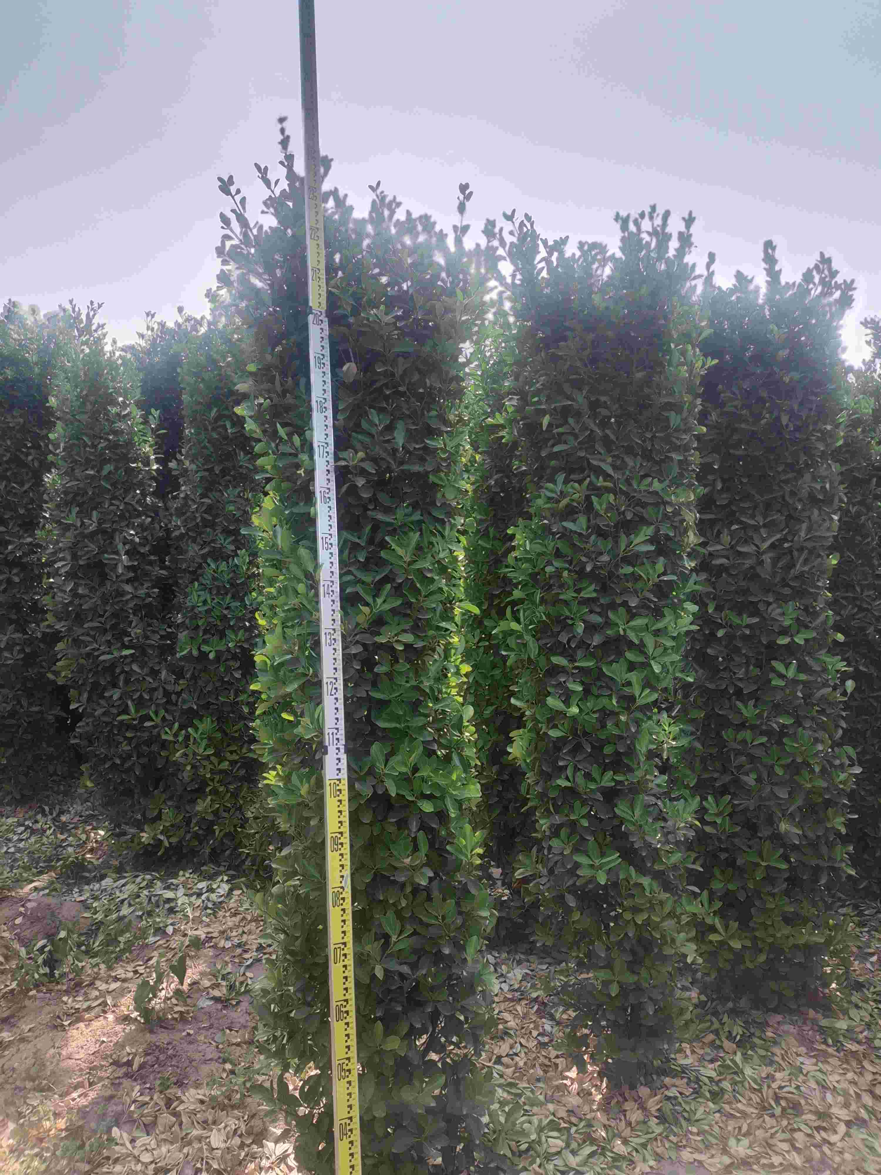 1.2－2.5米大叶黄杨柱量大