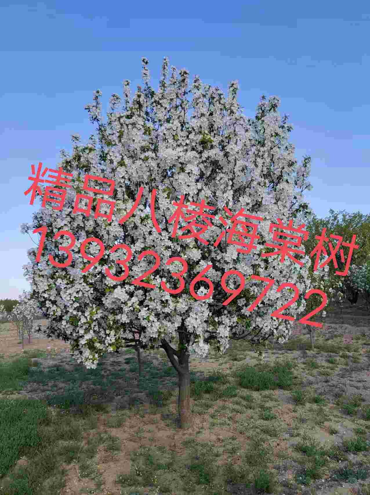 精品八棱海棠13公分开花季节满院香