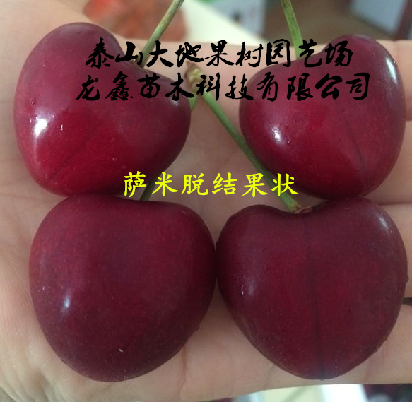 萨米脱樱桃