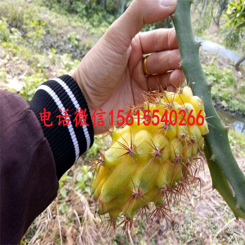 黄龙火龙果苗哪里有卖