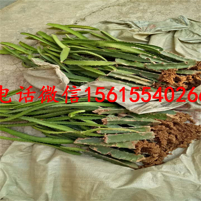 黄龙火龙果苗哪里有卖