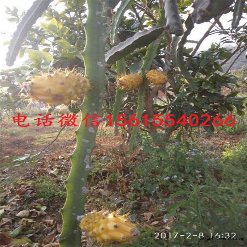 黄龙火龙果苗哪里有卖