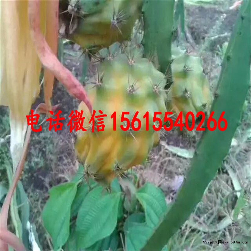 黄龙火龙果苗哪里有卖