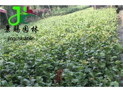 茶梅苗子批发 茶梅工程小苗价格|绿化小苗|绿化苗木