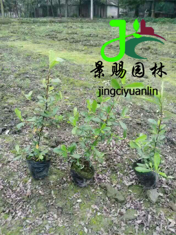 火棘小苗批发基地 火棘工程苗子 火棘杯苗价格