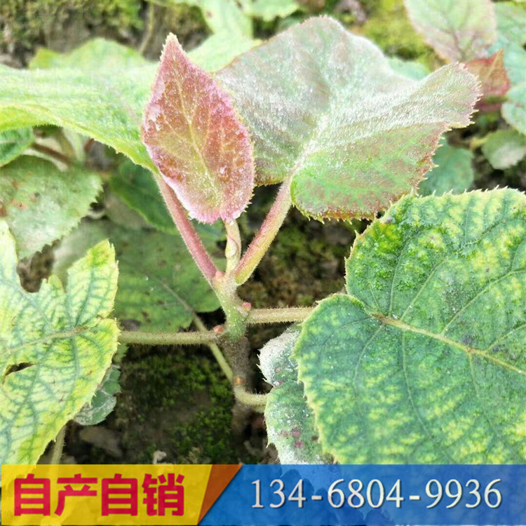 软枣猕猴桃小苗什么价格