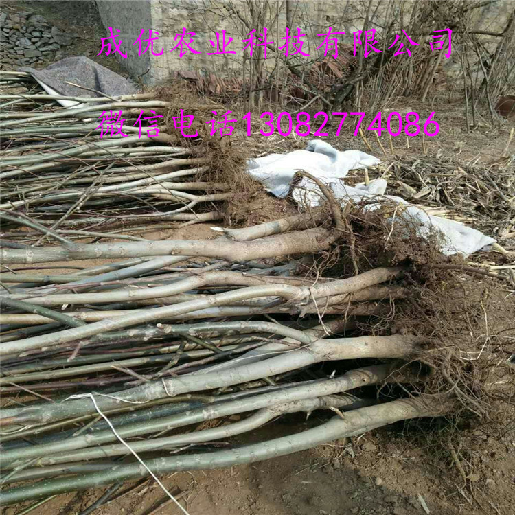 核桃苗