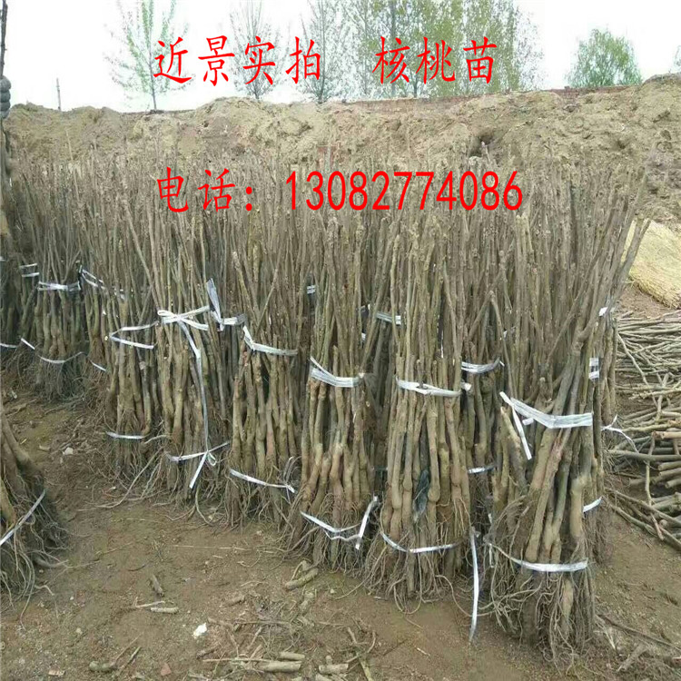 核桃苗