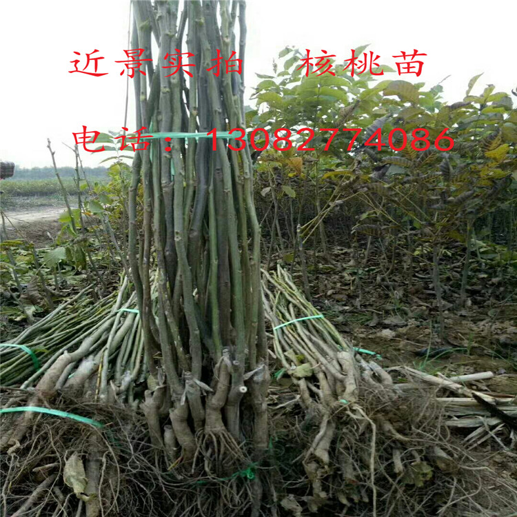 核桃苗