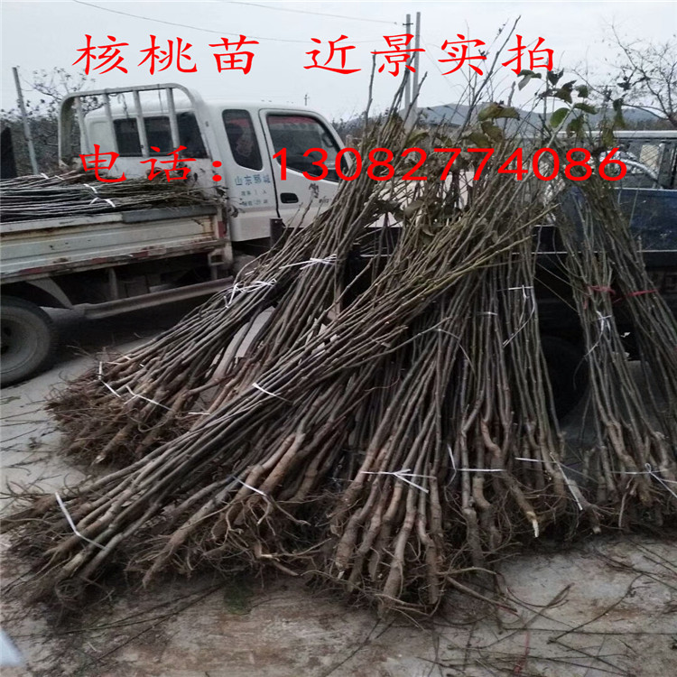 核桃苗