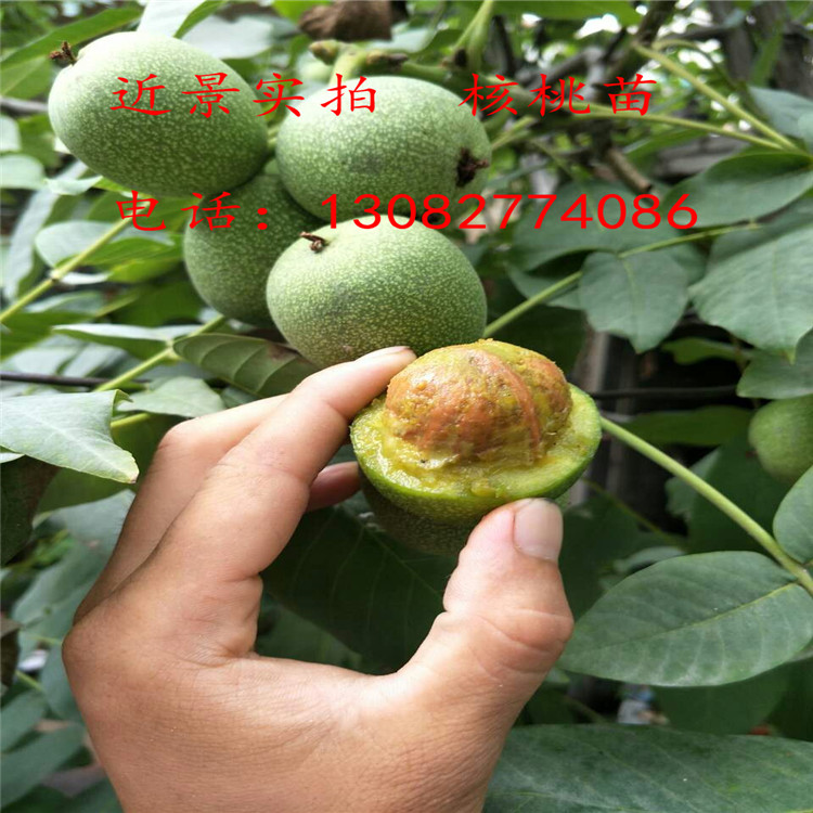 核桃苗