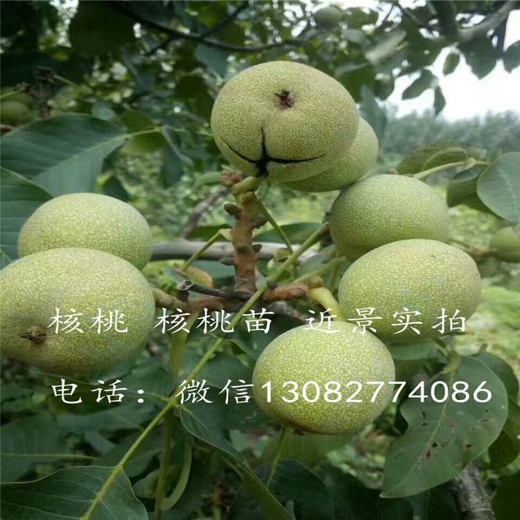 核桃苗