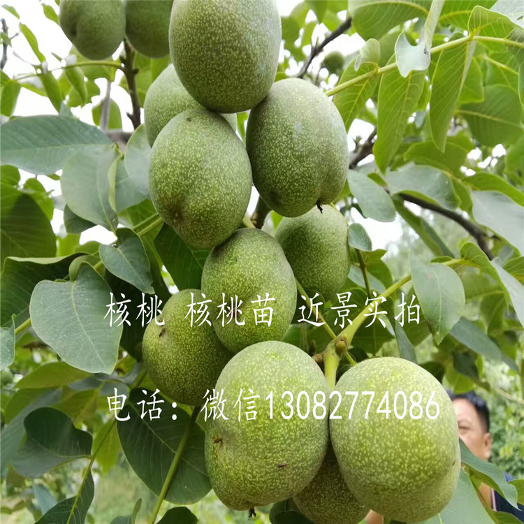 核桃苗