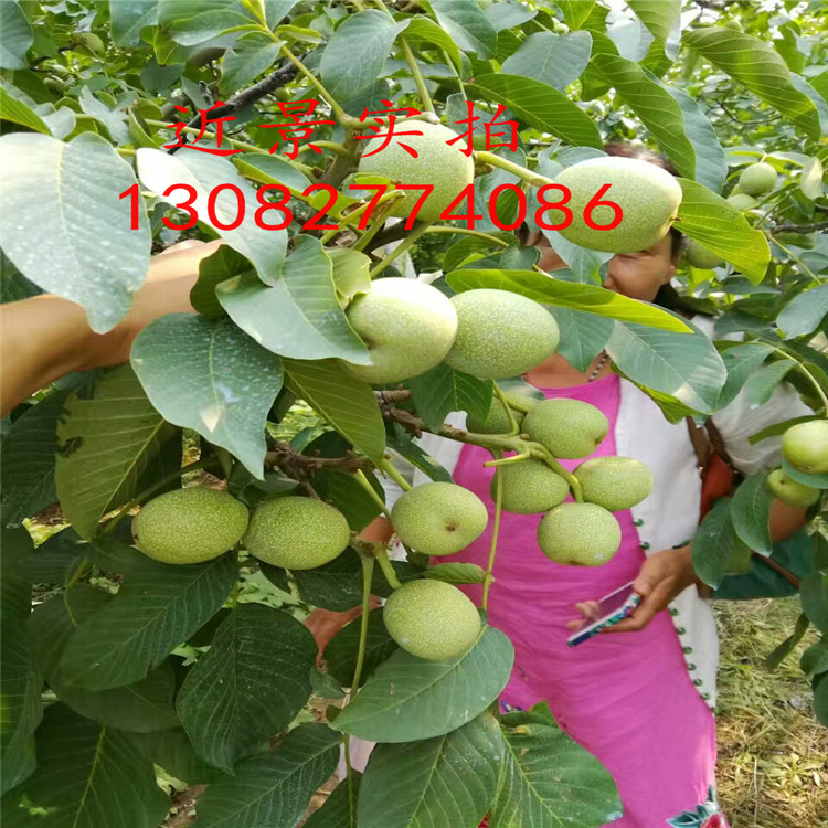 核桃苗