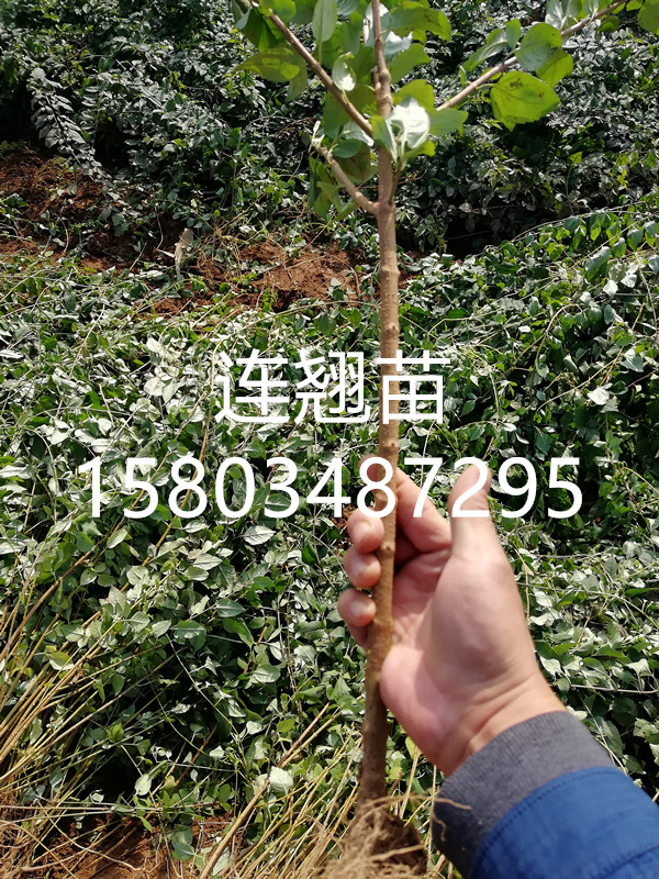 连翘苗