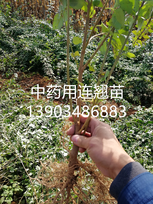 连翘苗