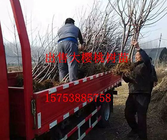 樱桃树