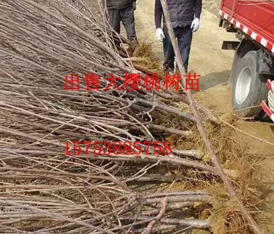 大樱桃