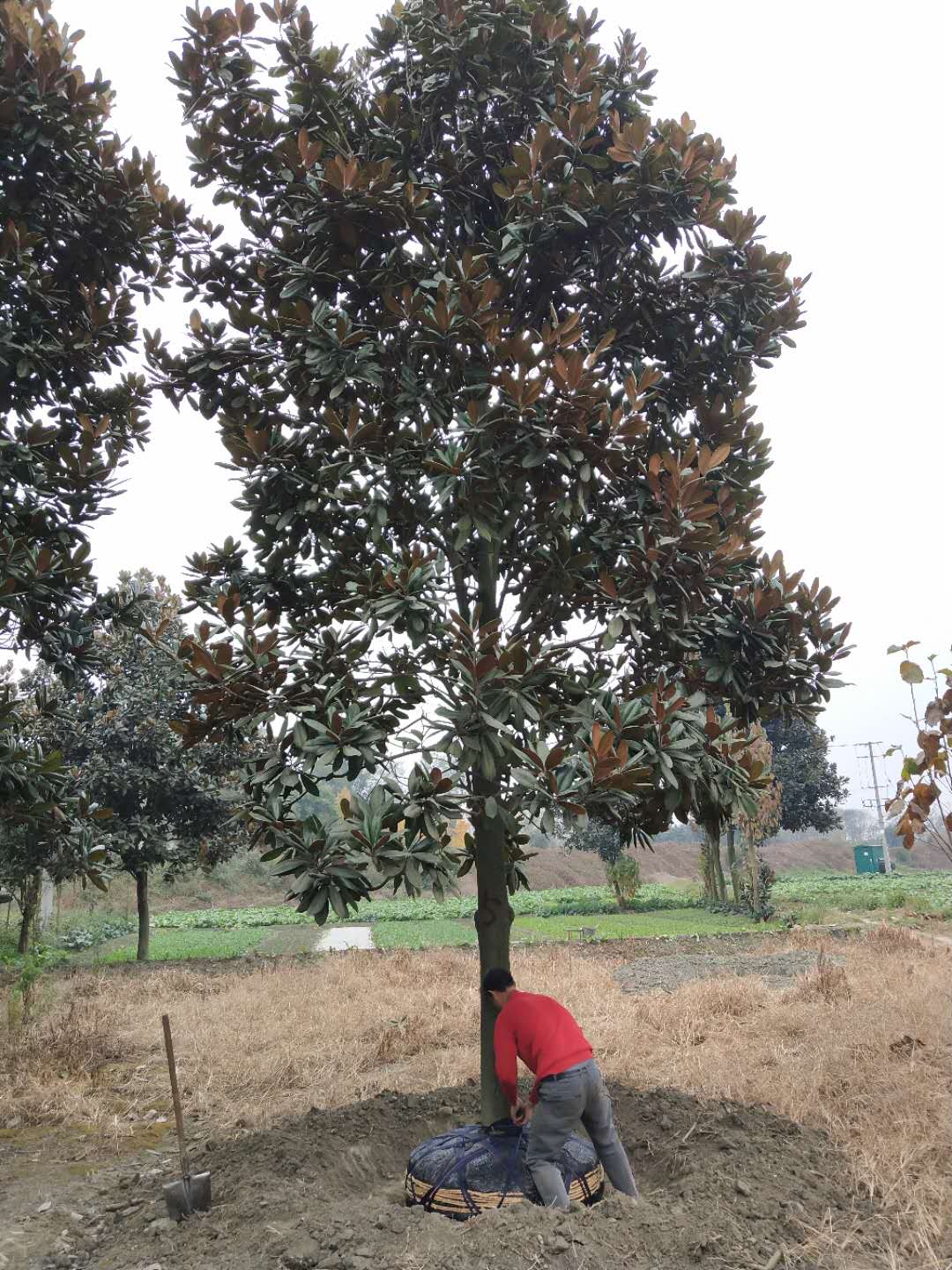 广玉兰