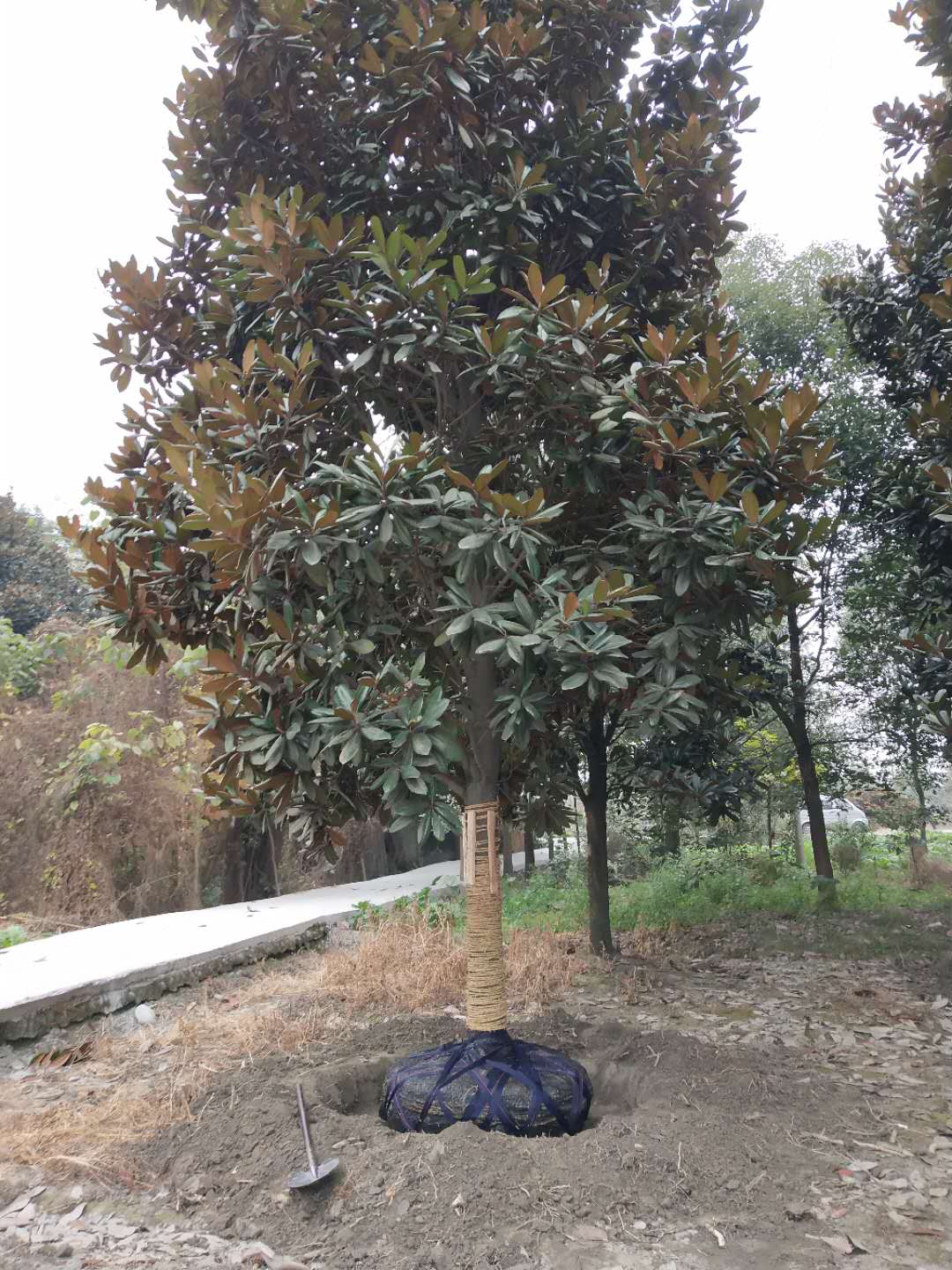 广玉兰