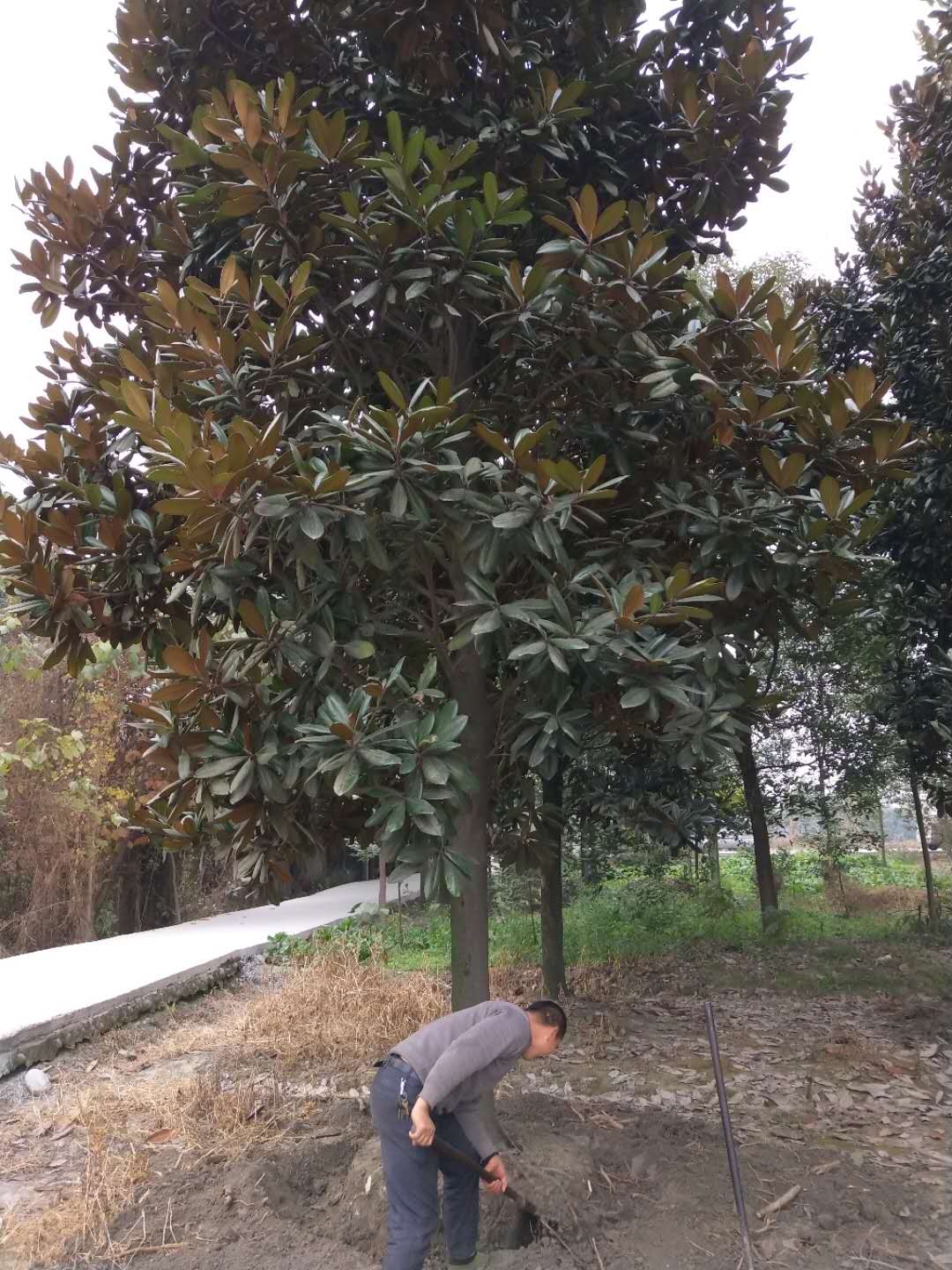广玉兰