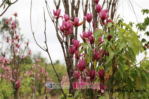 3月7日在花岭片区拍摄到的图片