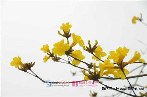 3月6日,鱼峰公园,人民广场,河东公园(市民广场)的黄花风铃木。