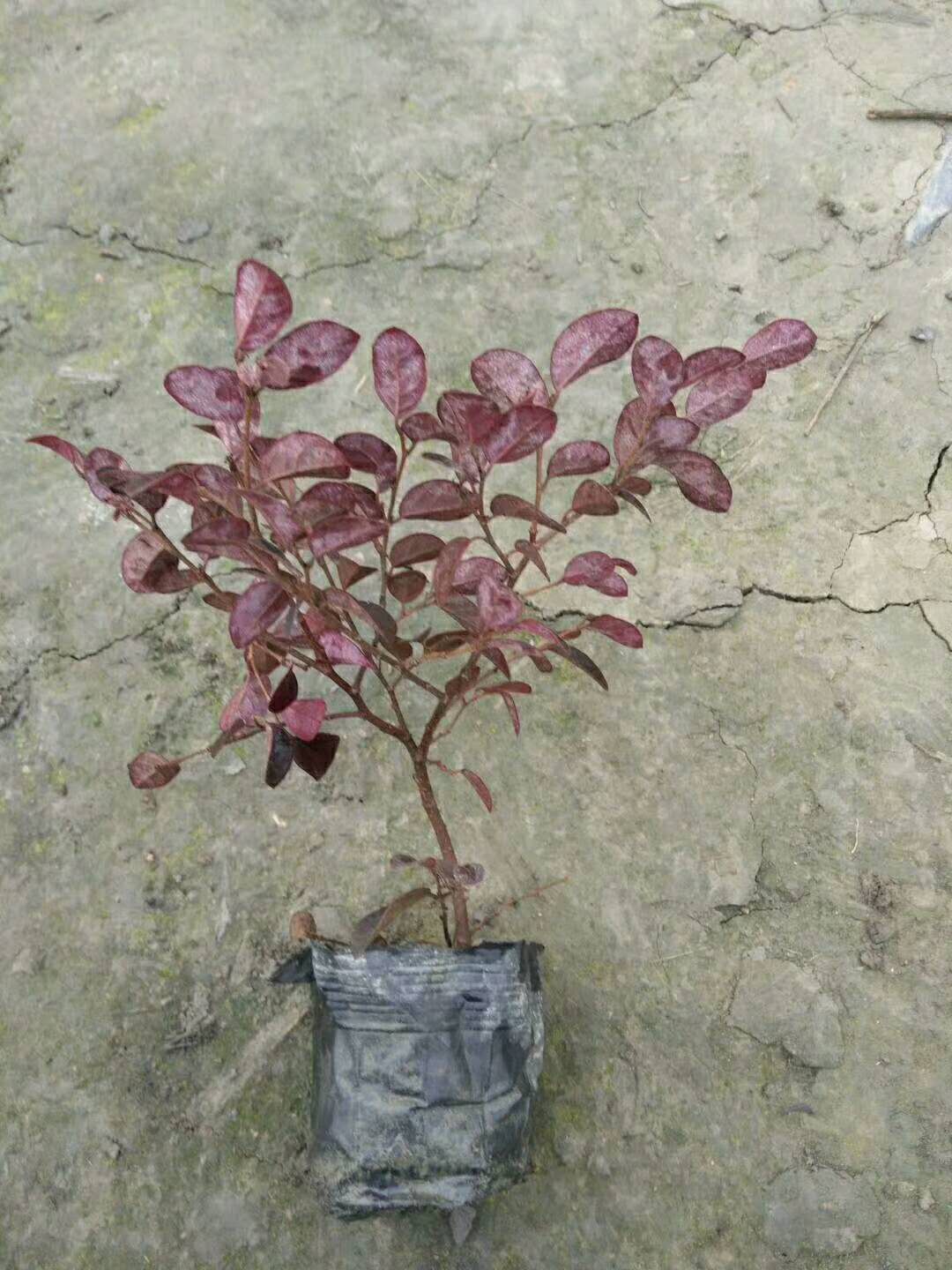 30公分高红花继木种植批发价格实惠.2018红继木苗报价