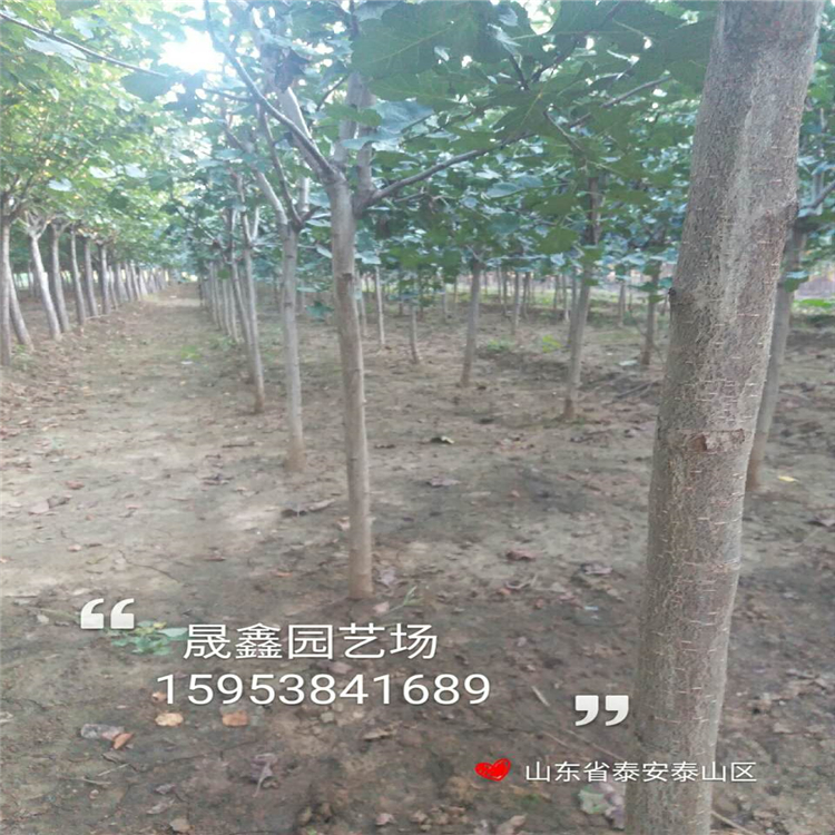 山楂苗