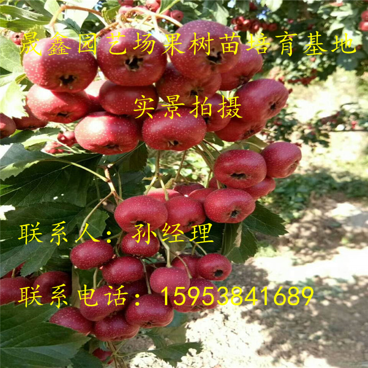 山楂苗