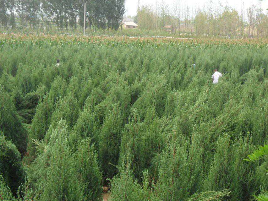 苗木种植合作社：构建绿色生态产业新引擎