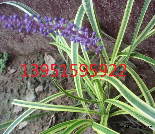 金边麦冬草