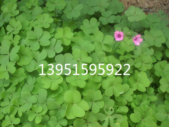 红花醡浆草