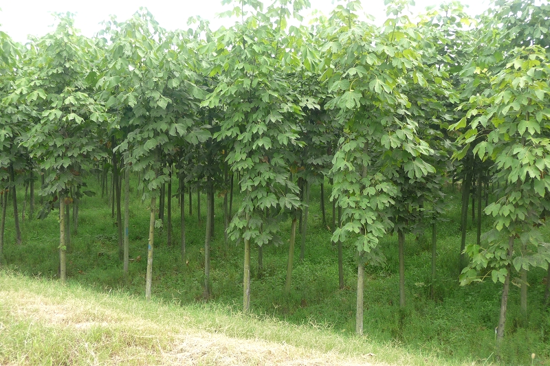 青桐树苗 山东青桐树苗