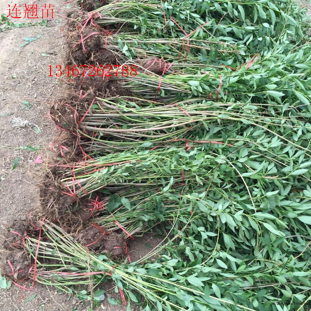 连翘