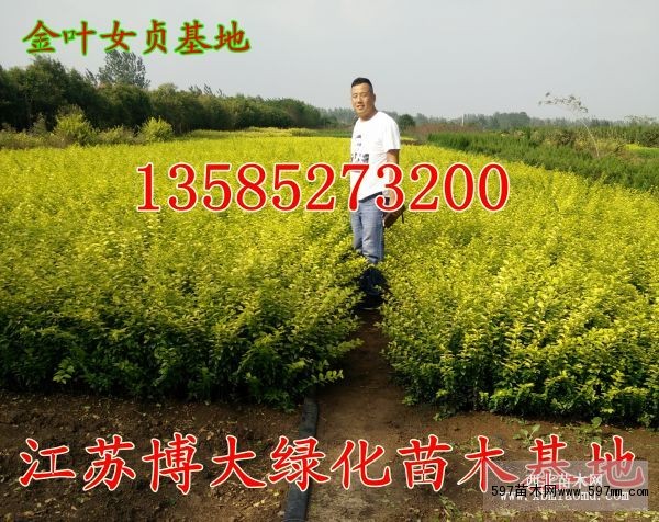 金叶女贞 金叶女贞