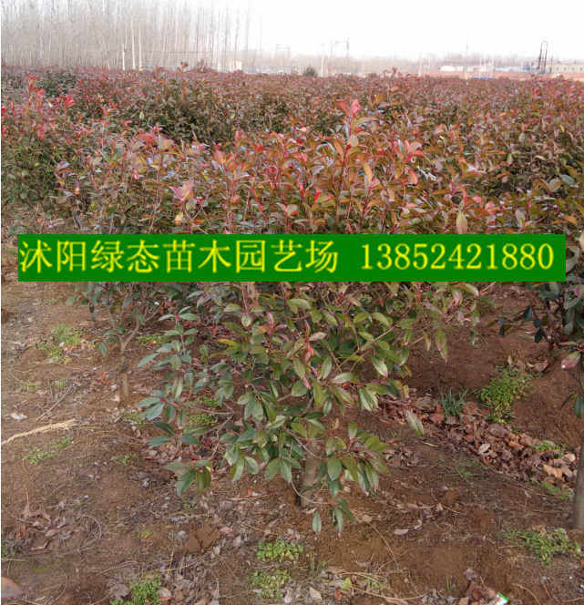 沭阳县绿态苗木园艺场是苏北地区最大的 绿化,美化苗木繁育基地之一