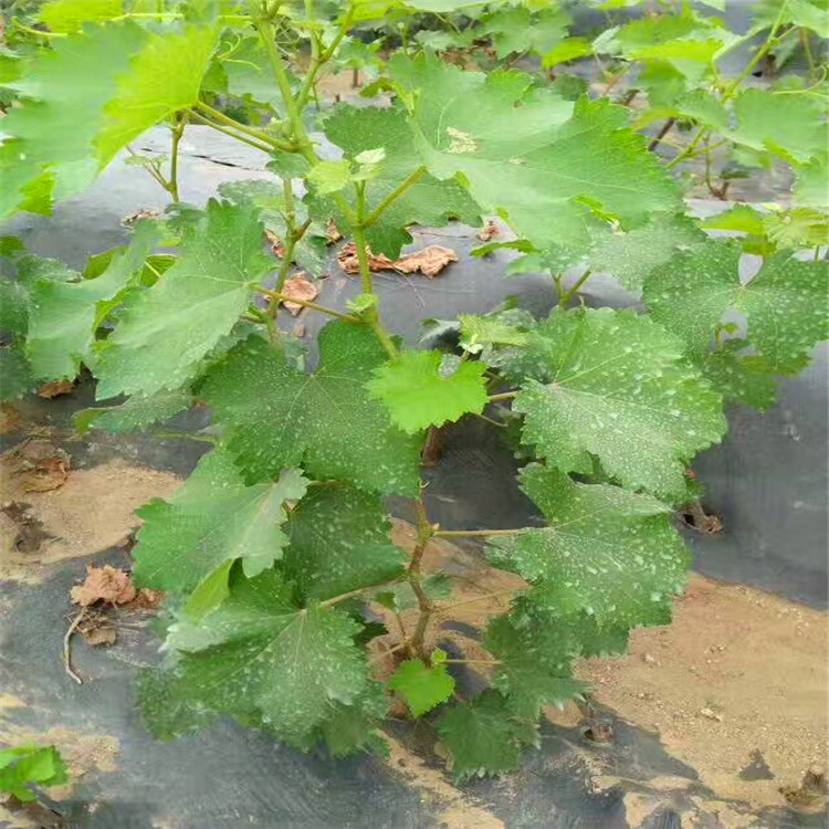 巨峰葡萄树苗什么价格 当年巨峰葡萄小苗多少钱一棵