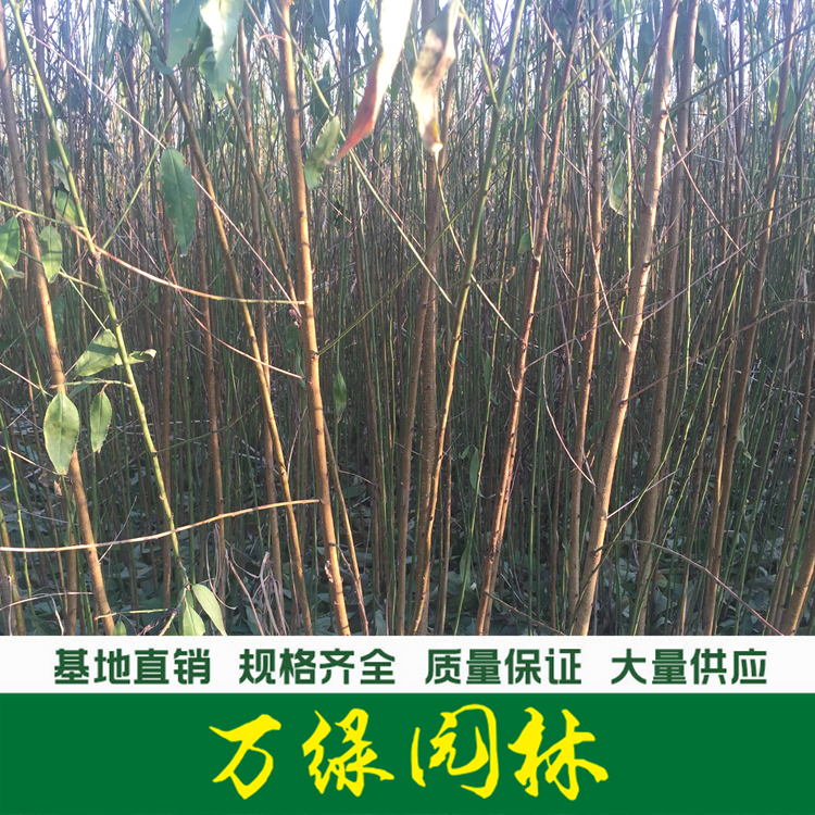 青叶碧桃