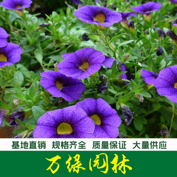 矮牵牛