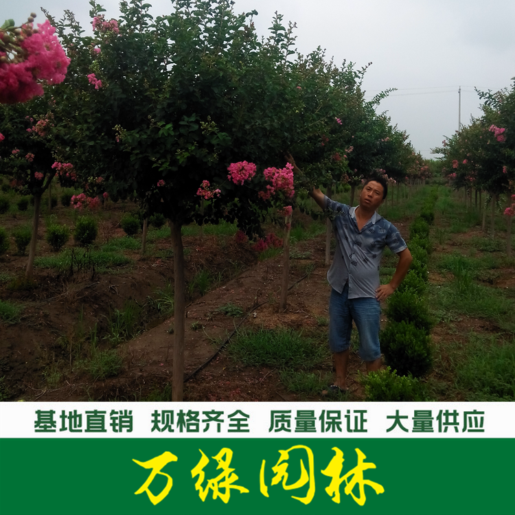 紫薇