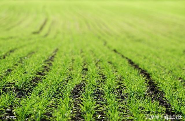 2018上海市征地青苗补偿费标准