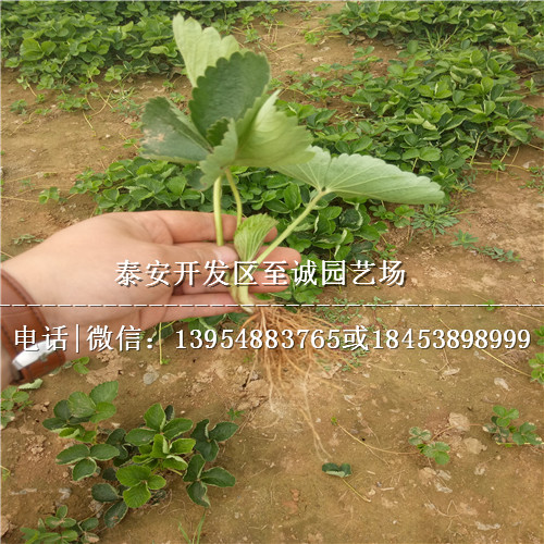 法兰地草莓苗