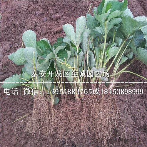 法兰地草莓苗
