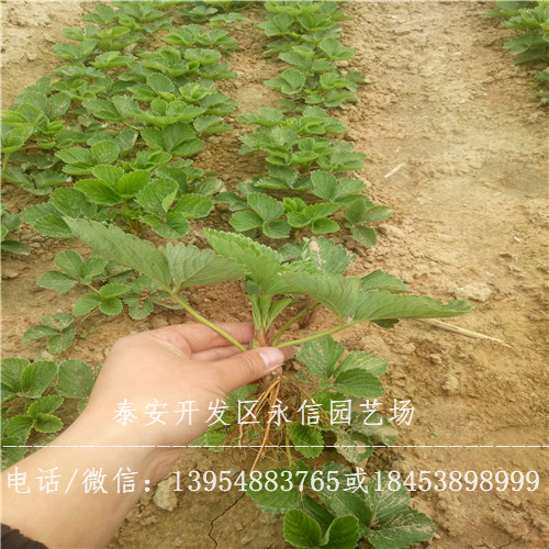 甜宝草莓苗