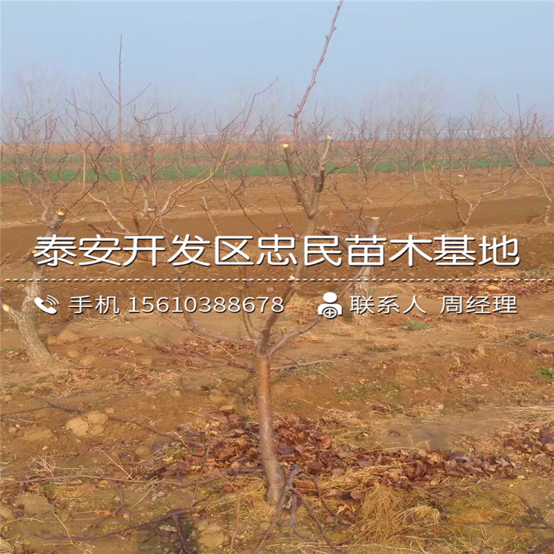 梨树苗