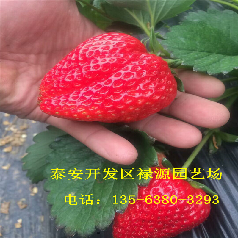 草莓苗