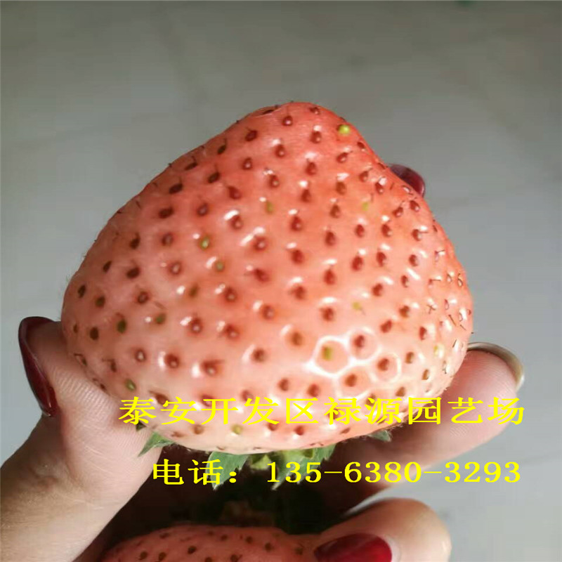 草莓买哦