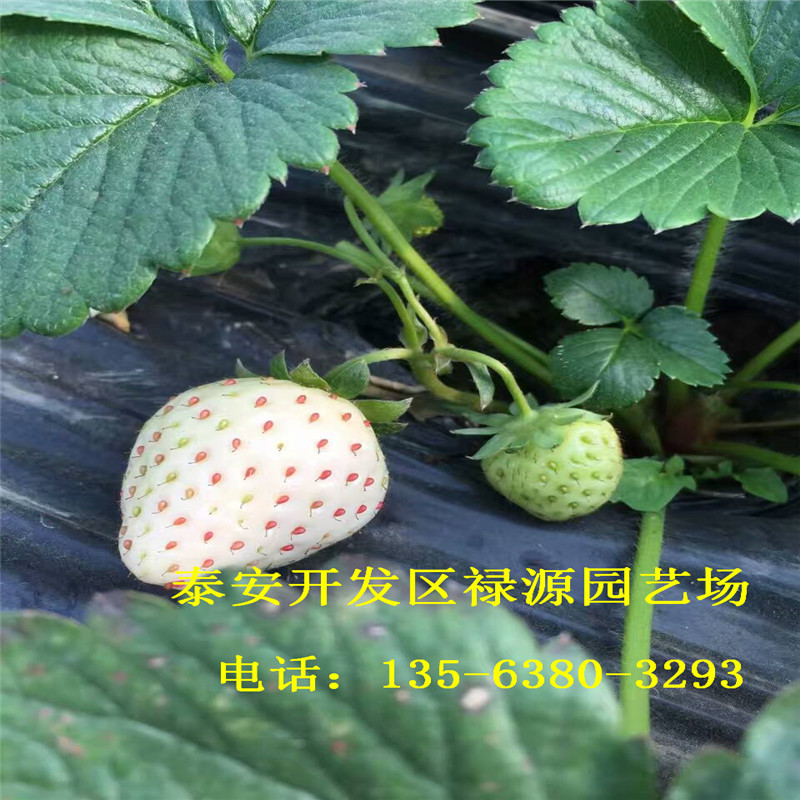 草莓苗